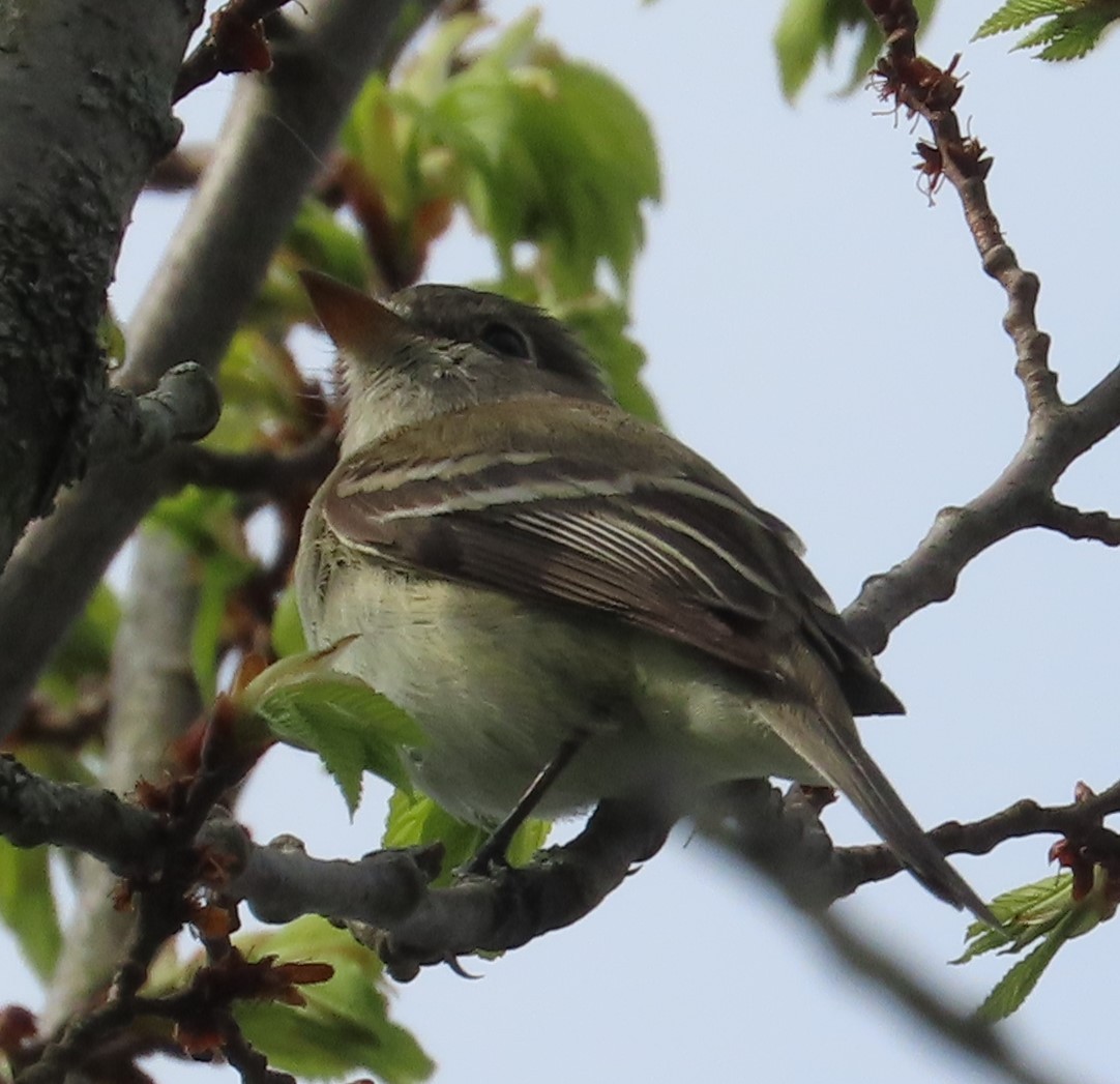 Least Flycatcher - ML619082783