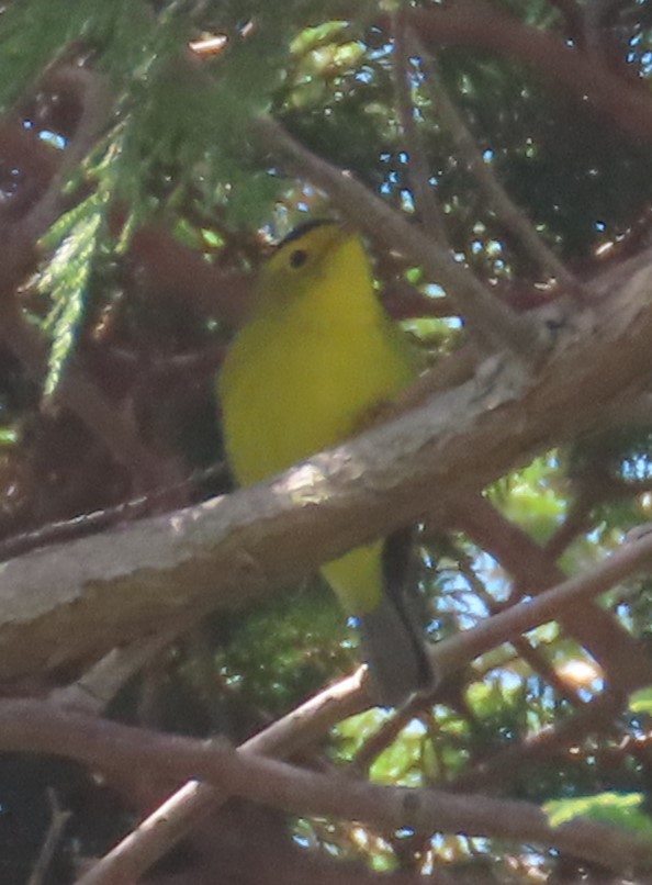 Wilson's Warbler - ML619082792