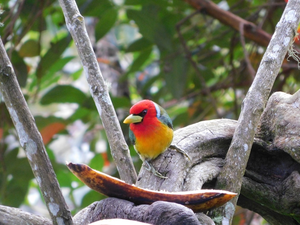 Red-headed Barbet - Daniela López Rugeles