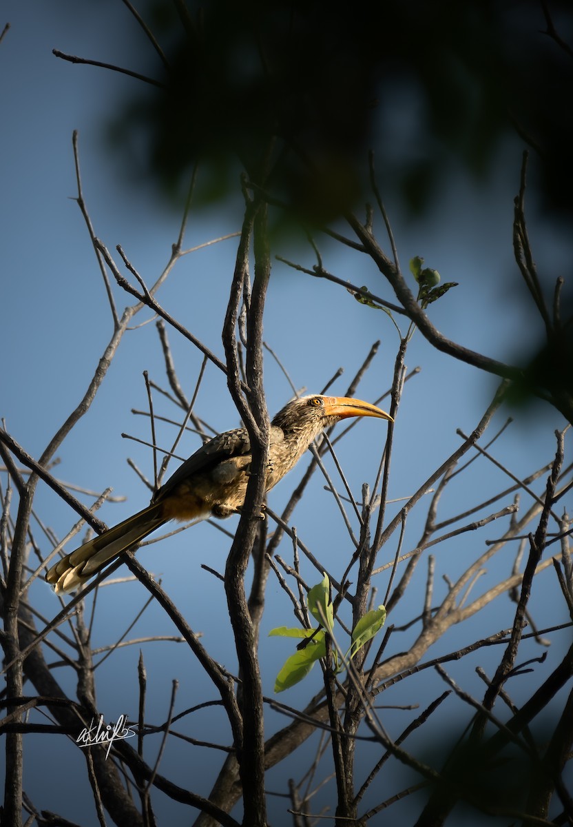 Malabar Gray Hornbill - Akhil BS