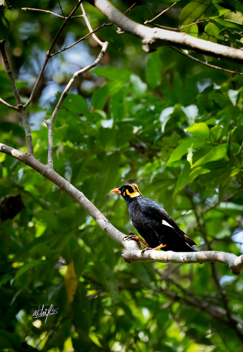 Southern Hill Myna - Akhil BS