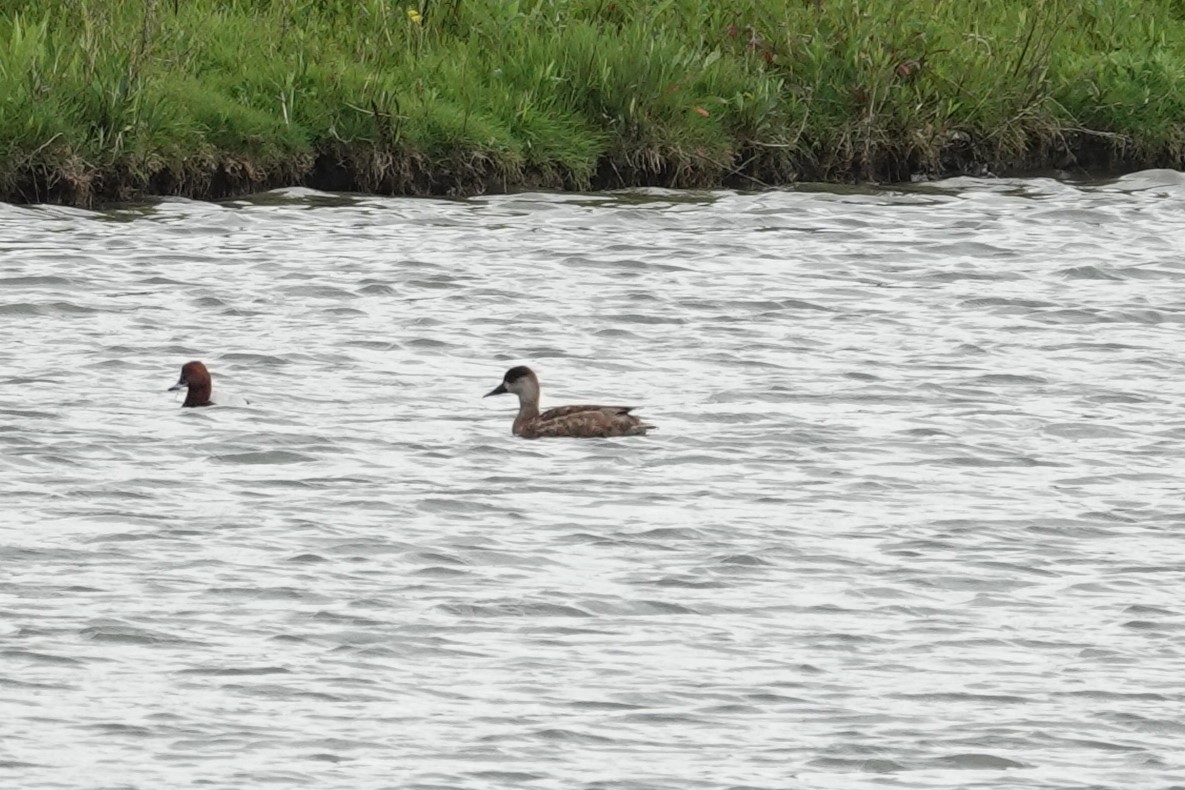 Red-crested Pochard - ML619082846