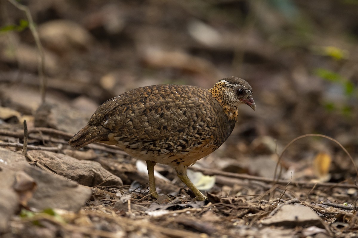 Scaly-breasted Partridge (Green-legged) - Yutthapong Rassamee