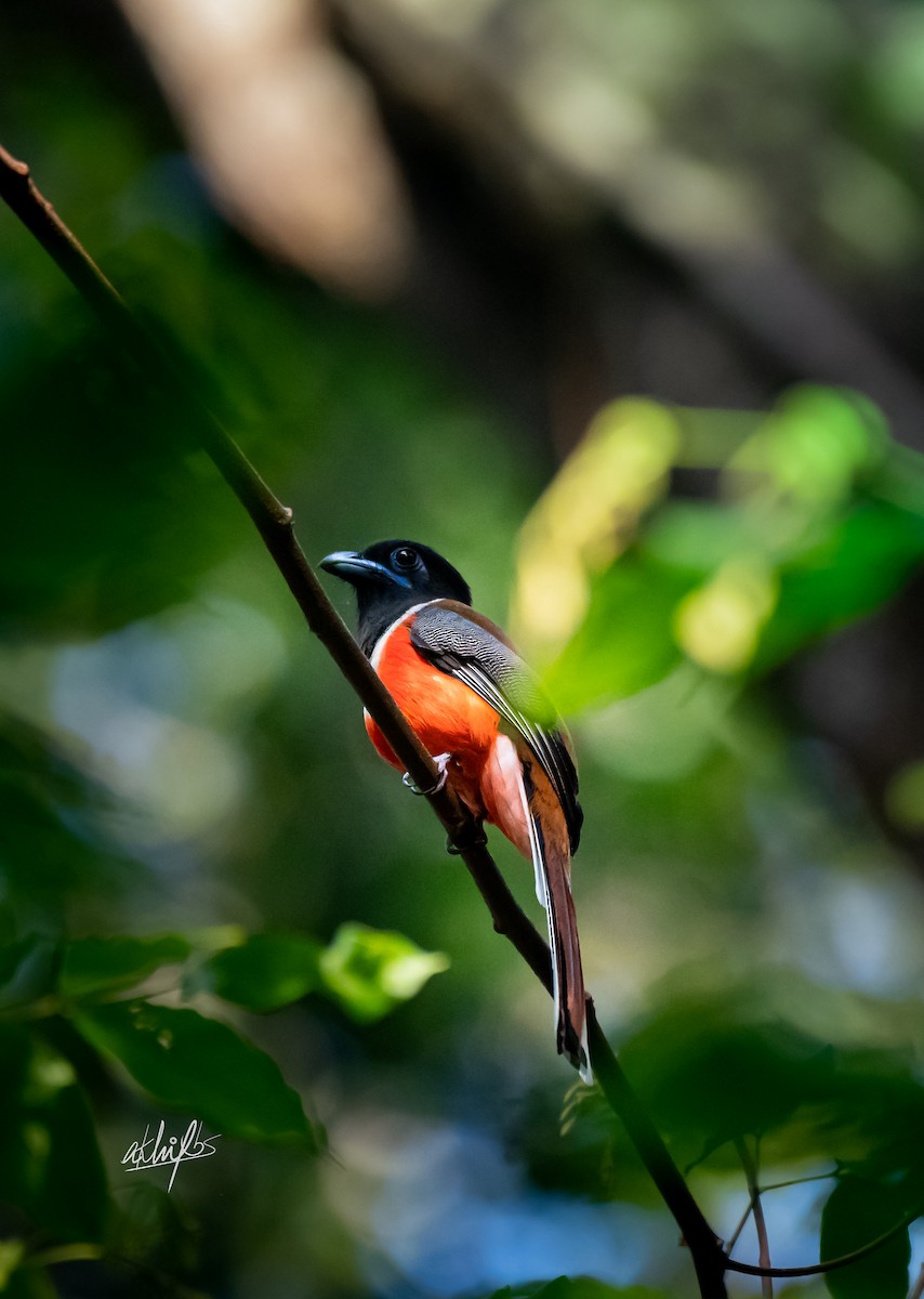 Malabar Trogon - Akhil BS