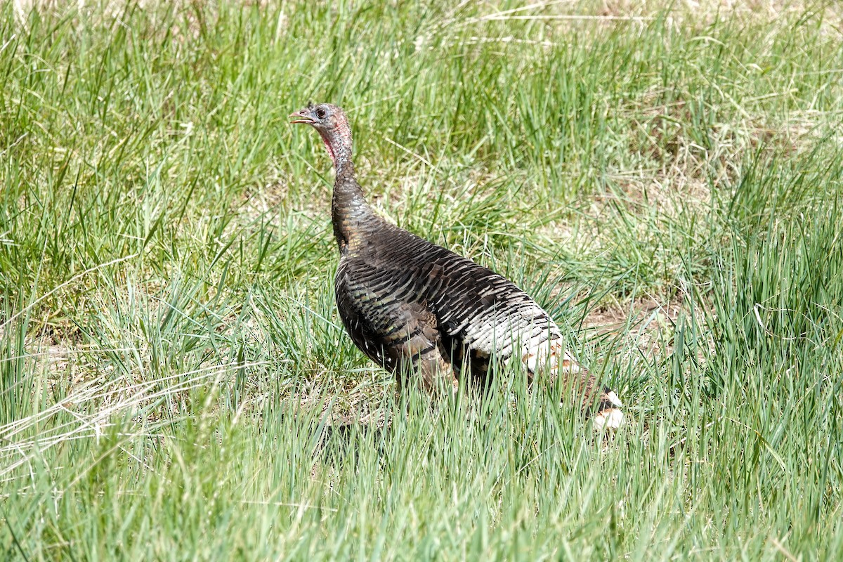 Wild Turkey - ML619082859