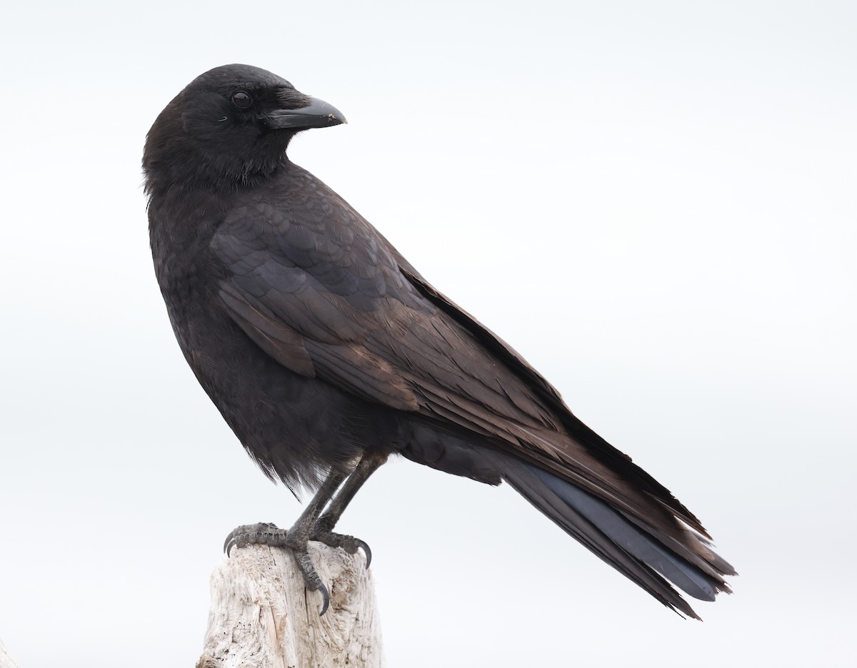 American Crow - Andy Gee