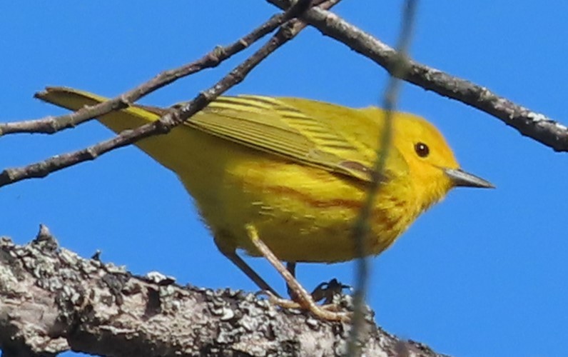 Yellow Warbler - Gisele d'Entremont