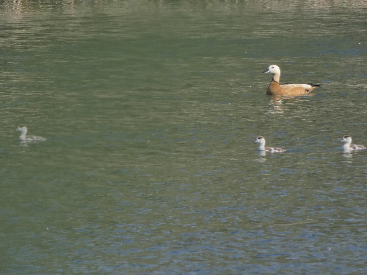 Ruddy Shelduck - ML619082931