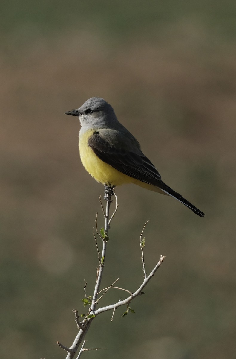 Western Kingbird - Bob D'Antonio