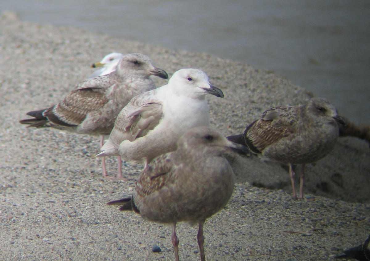 Glaucous x Glaucous-winged Gull (hybrid) - ML619082957