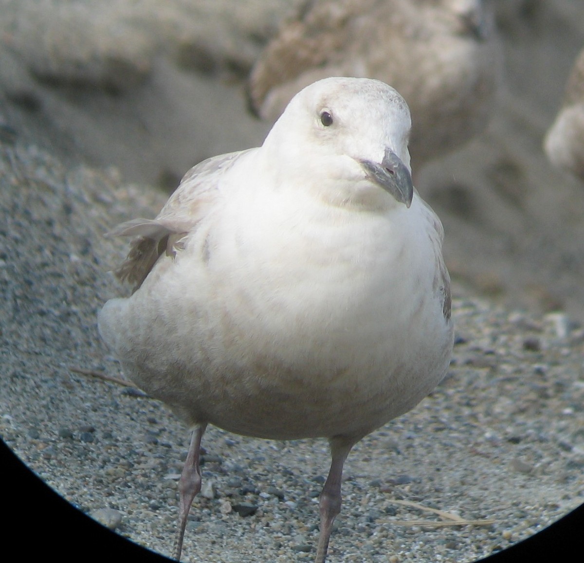 Gavión Hiperbóreo x Gaviota de Bering (híbrido) - ML619082959