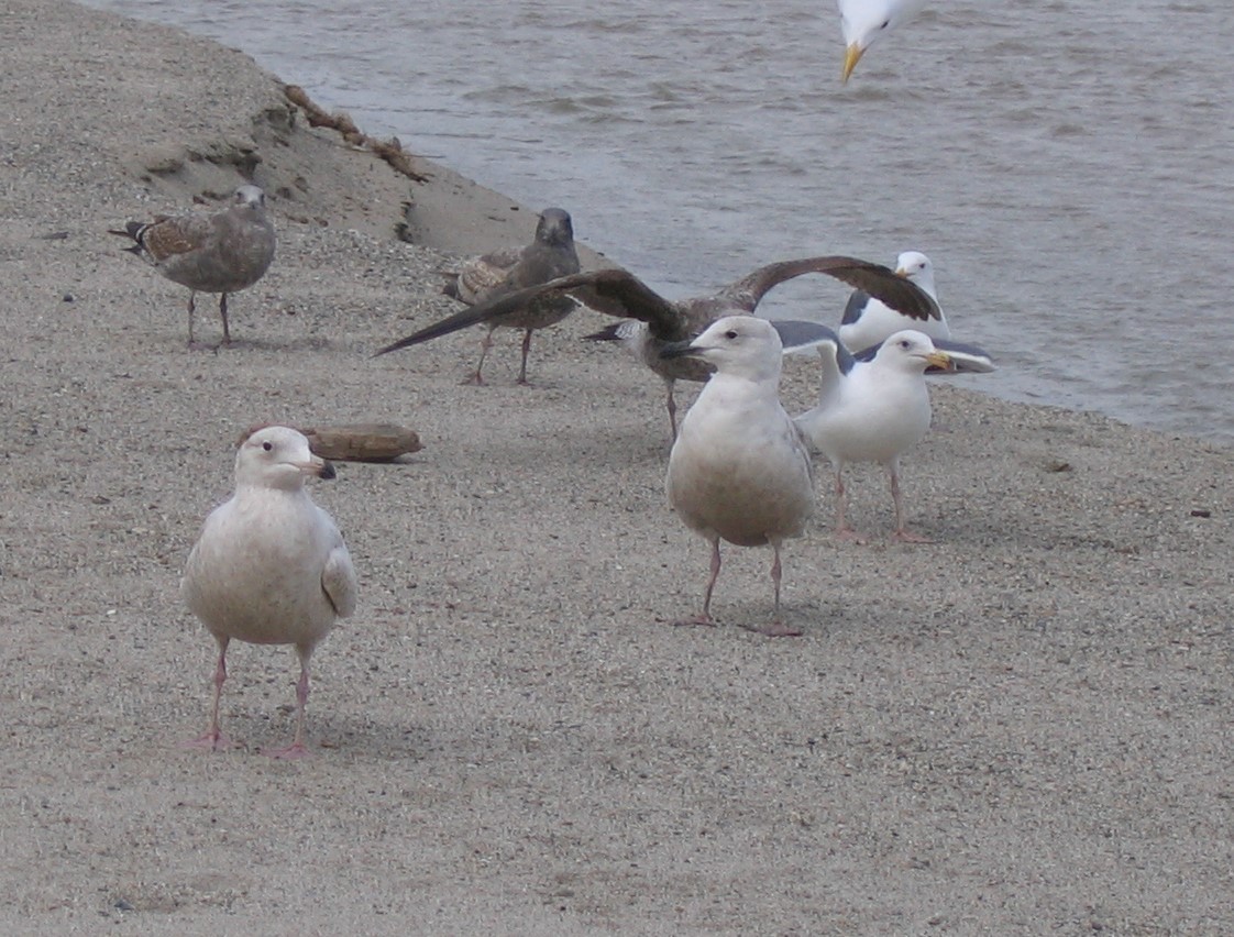 Glaucous x Glaucous-winged Gull (hybrid) - David Vander Pluym