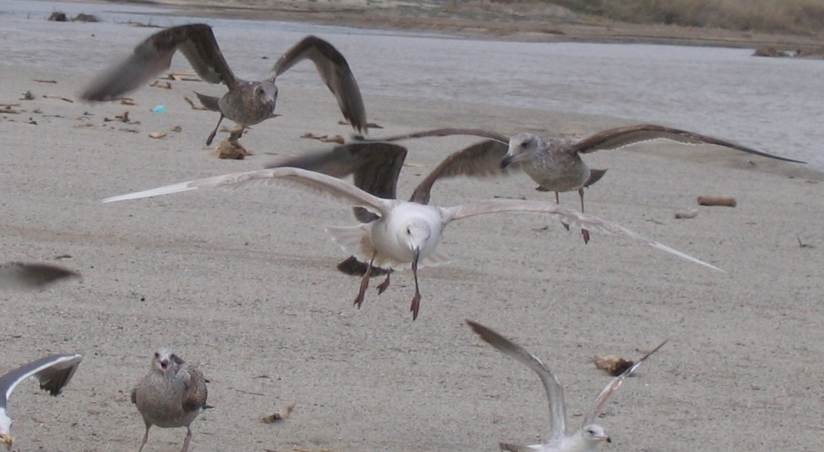 Glaucous x Glaucous-winged Gull (hybrid) - David Vander Pluym