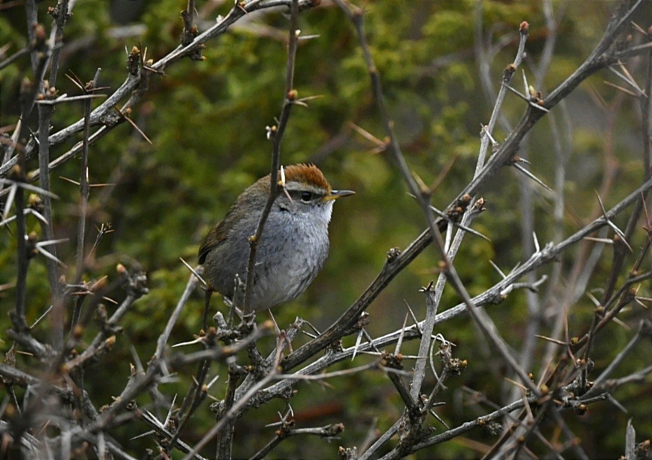 Gray-sided Bush Warbler - Lakpa Tenzing Sherpa