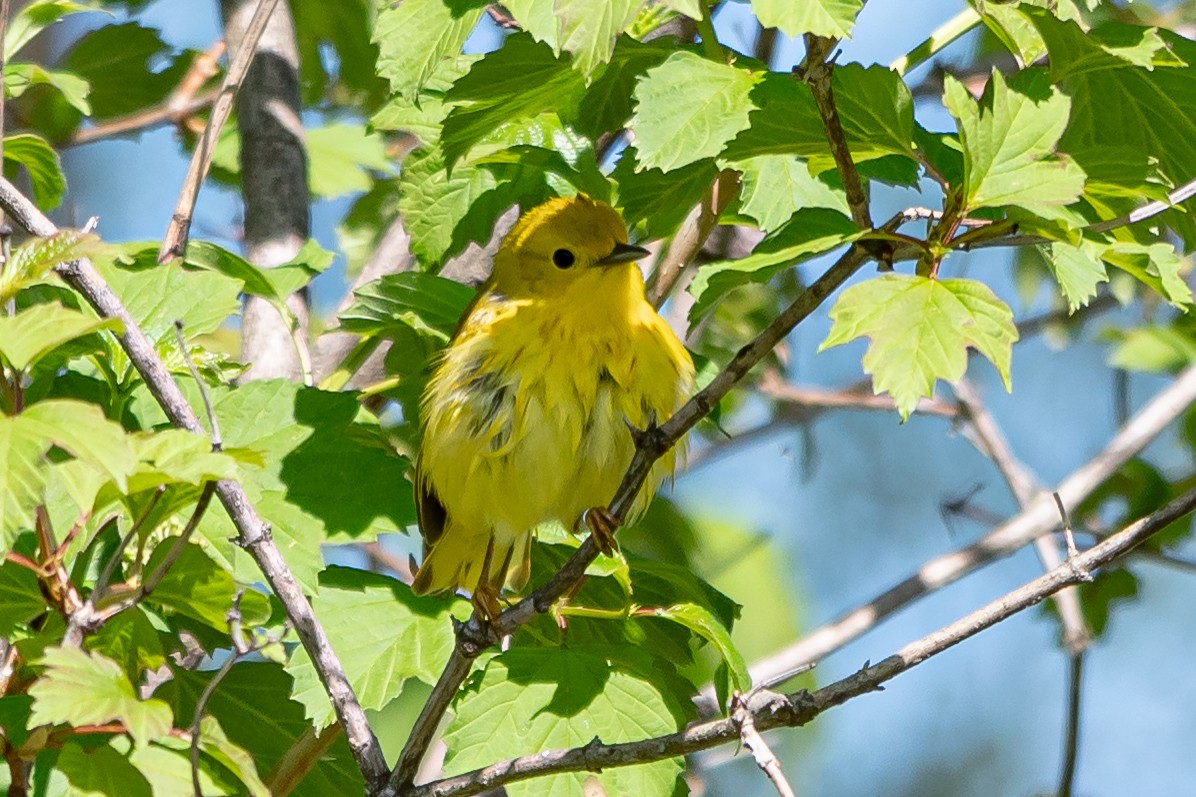 Yellow Warbler - Eddie and Grace