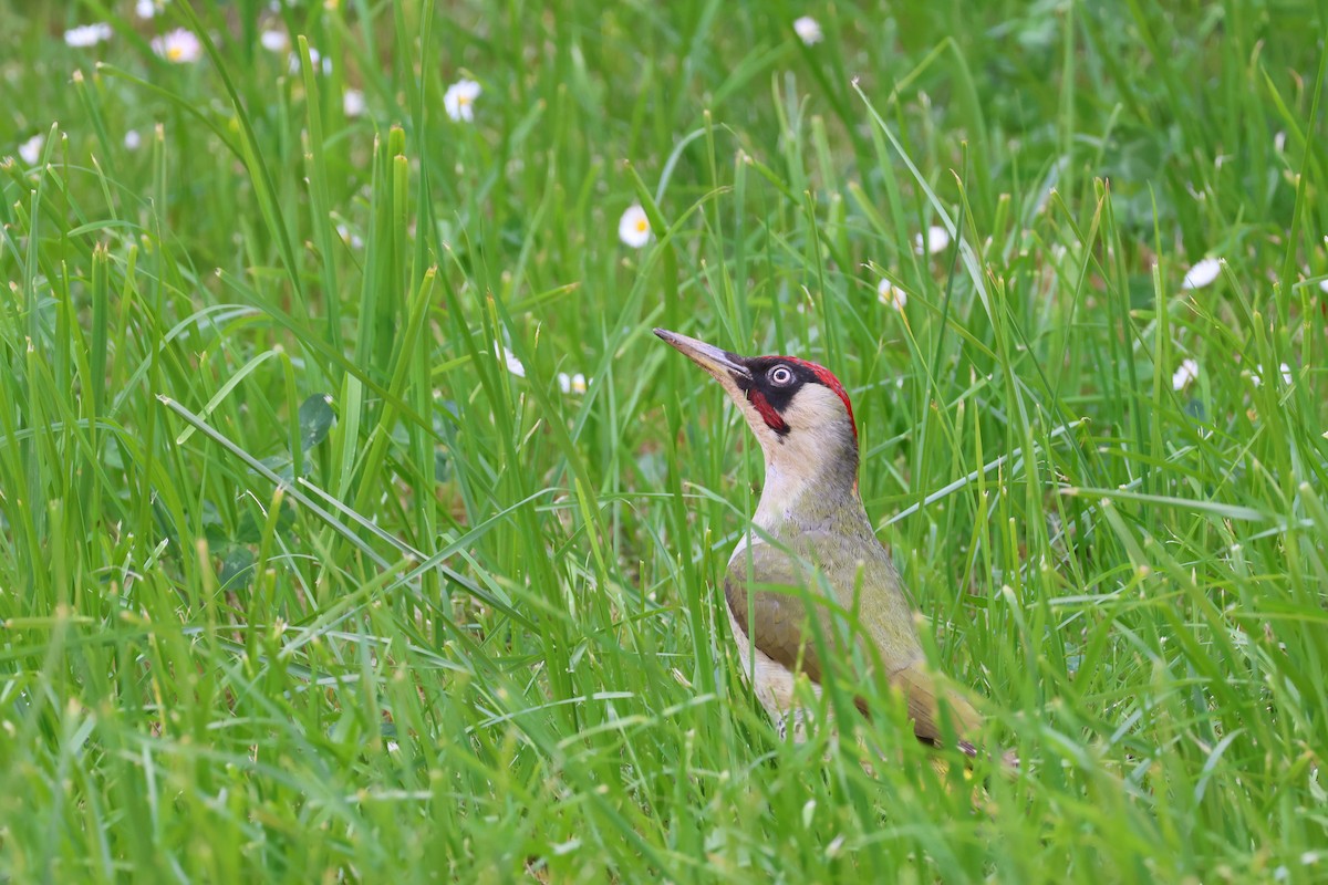 Eurasian Green Woodpecker - Anonymous