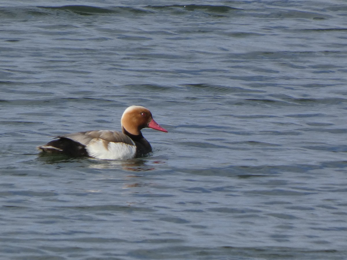 Red-crested Pochard - ML619083026