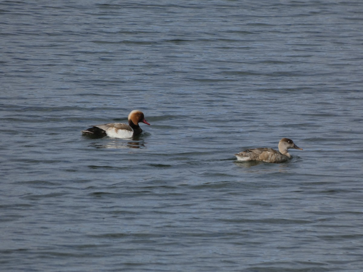 Red-crested Pochard - ML619083028