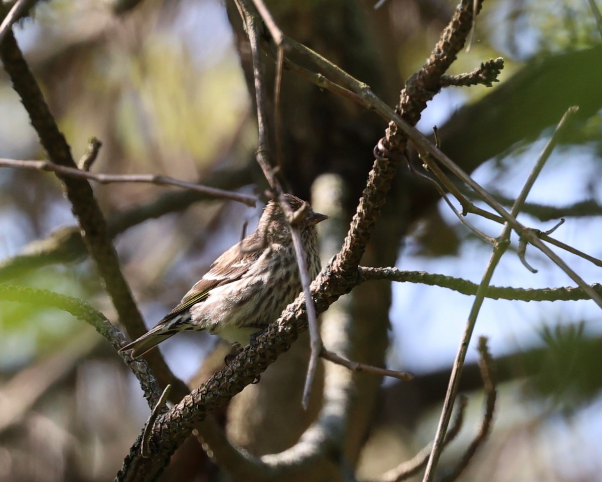 Pine Siskin - Rita  Flores Wiskowski