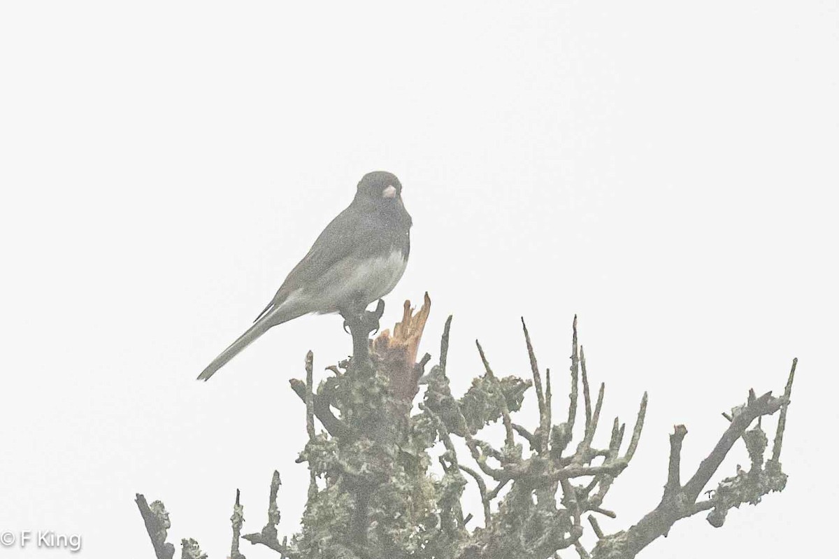 Junco ardoisé - ML619083038