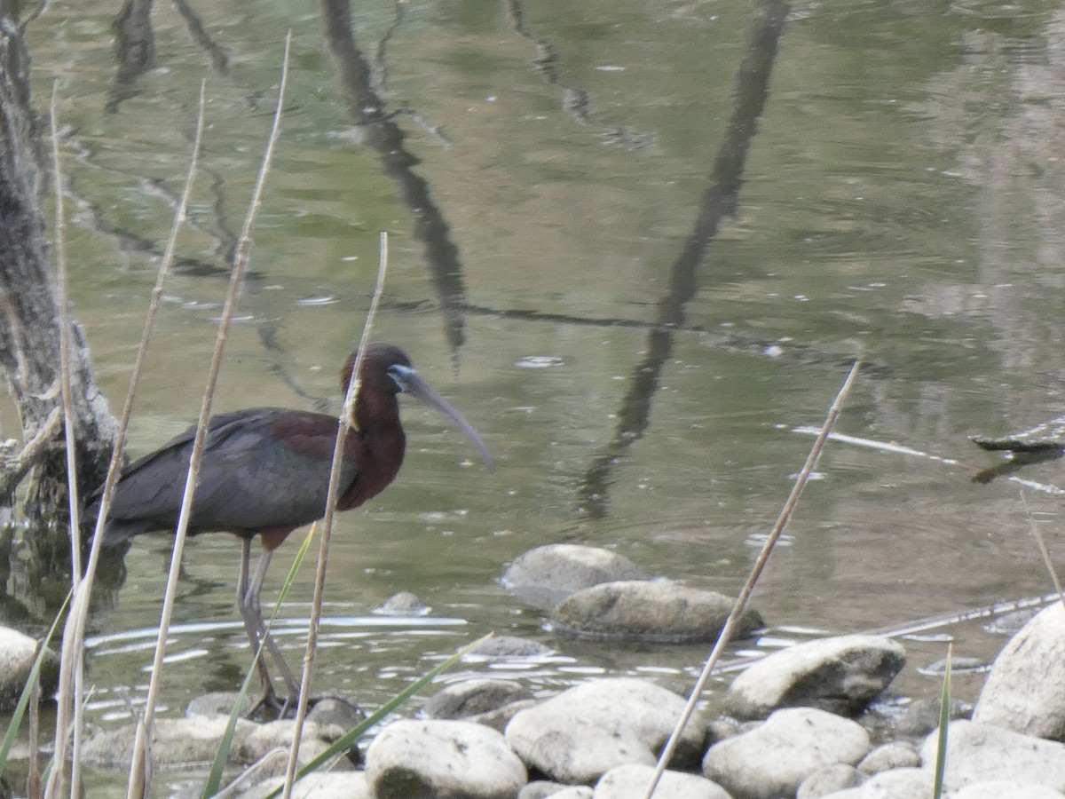 Glossy Ibis - ML619083041