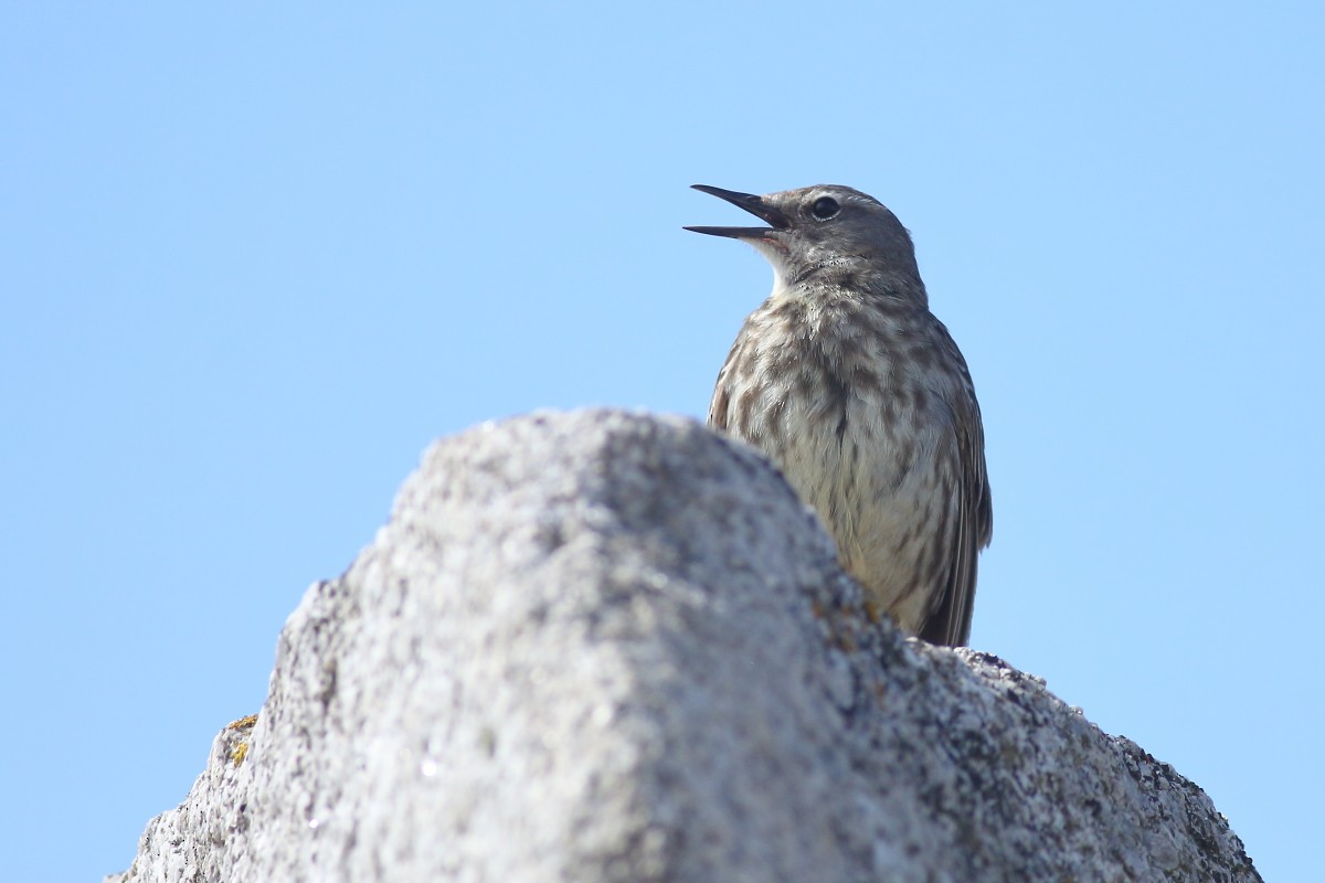 Rock Pipit - ML619083042