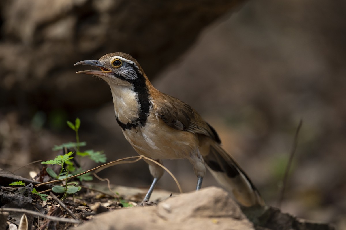 Greater Necklaced Laughingthrush - Yutthapong Rassamee