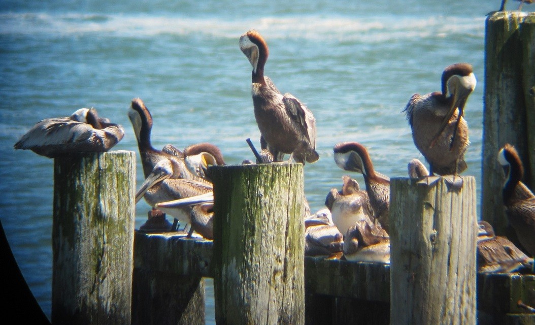 Brown Pelican - ML619083075