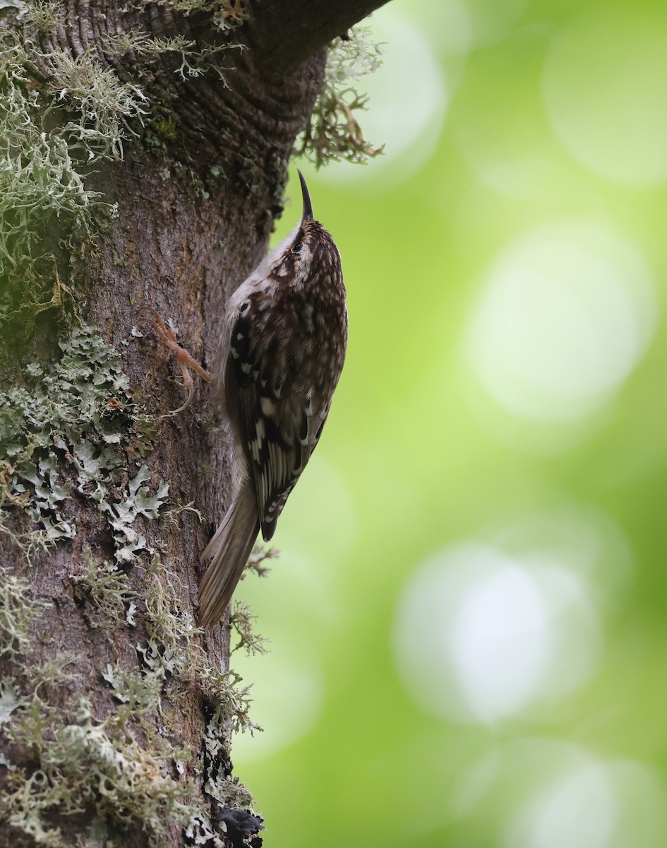 Brown Creeper - Andy Gee
