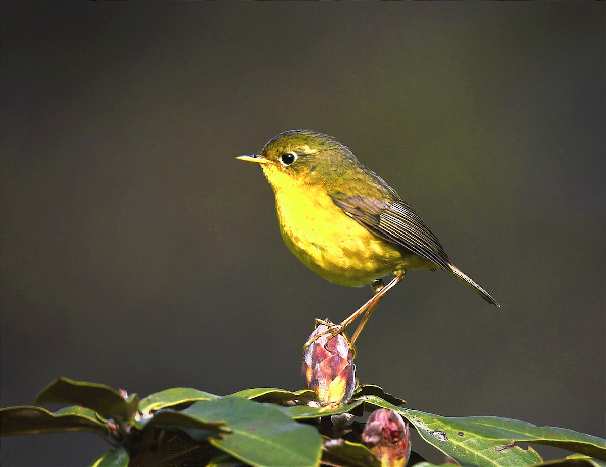 Golden Bush-Robin - Lakpa Tenzing Sherpa