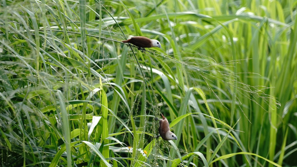 White-headed Munia - YiN LAI