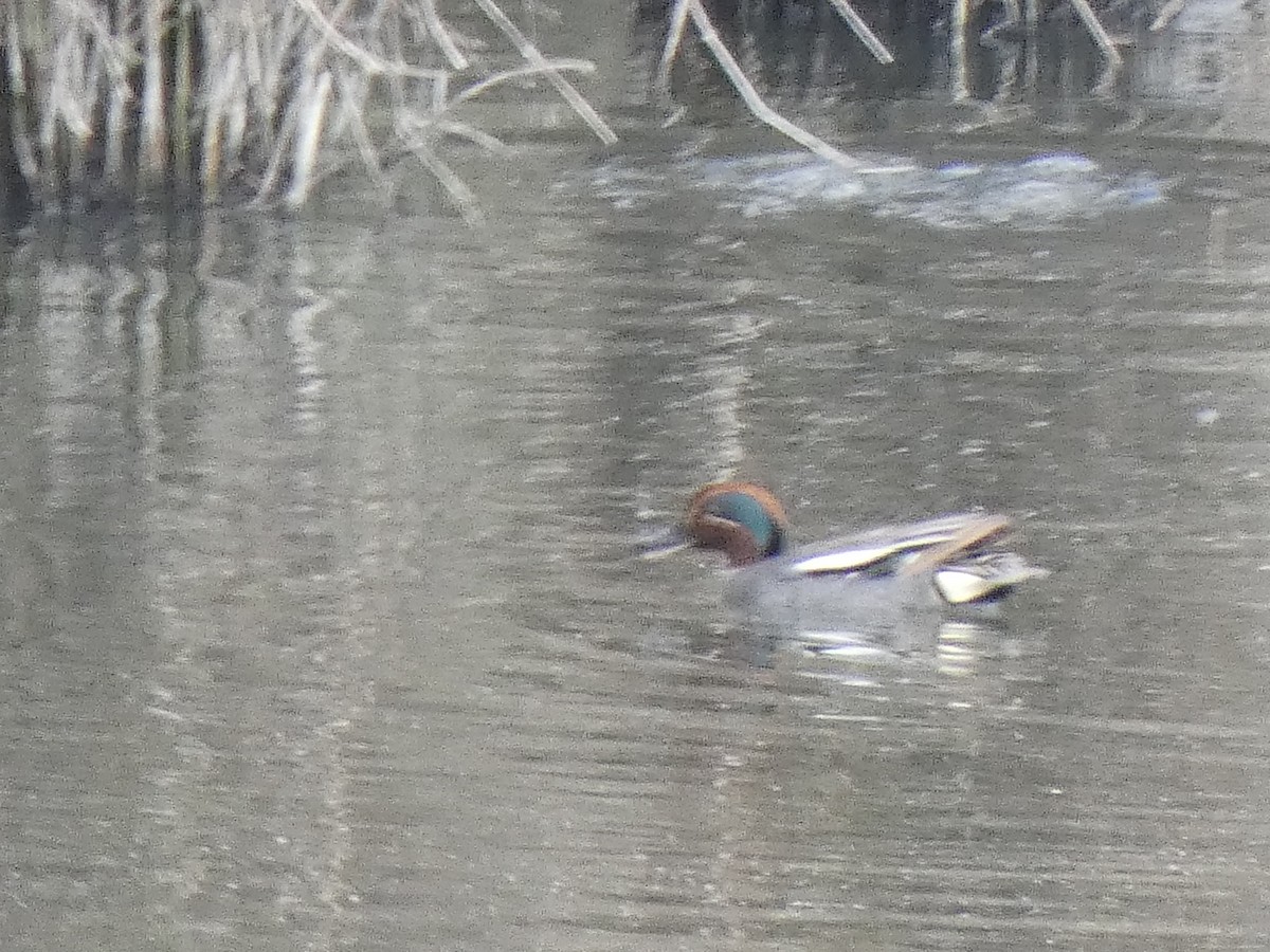 Green-winged Teal - ML619083145