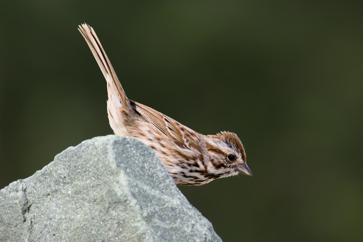 Song Sparrow - Jim Carroll