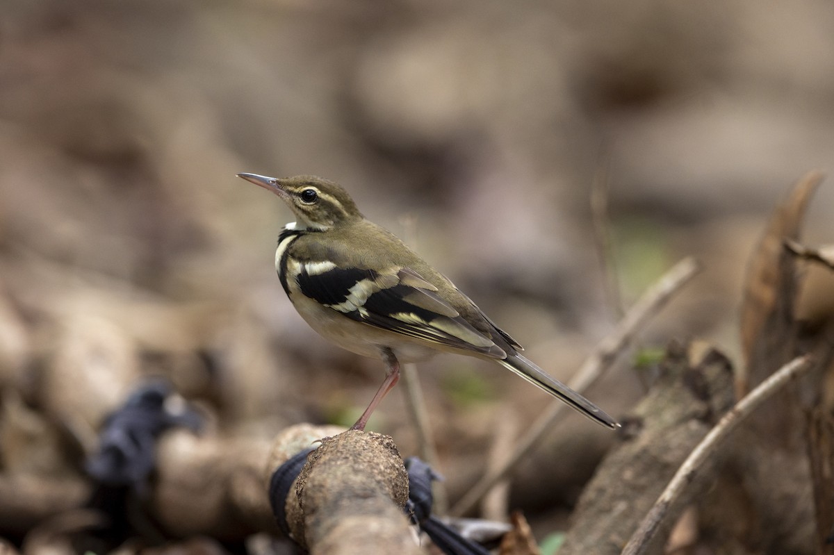 Forest Wagtail - Yutthapong Rassamee