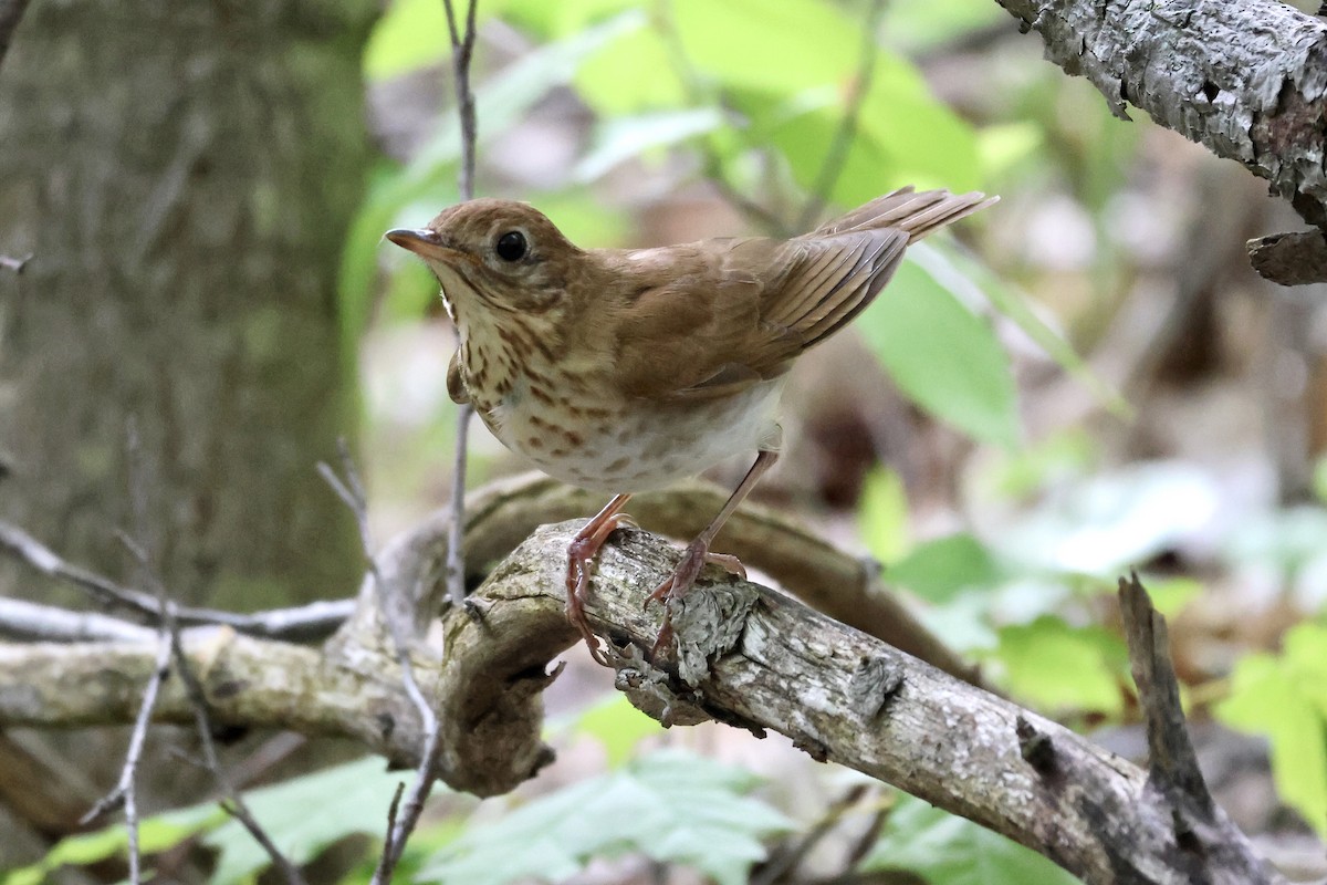 Veery - Cathy Brown