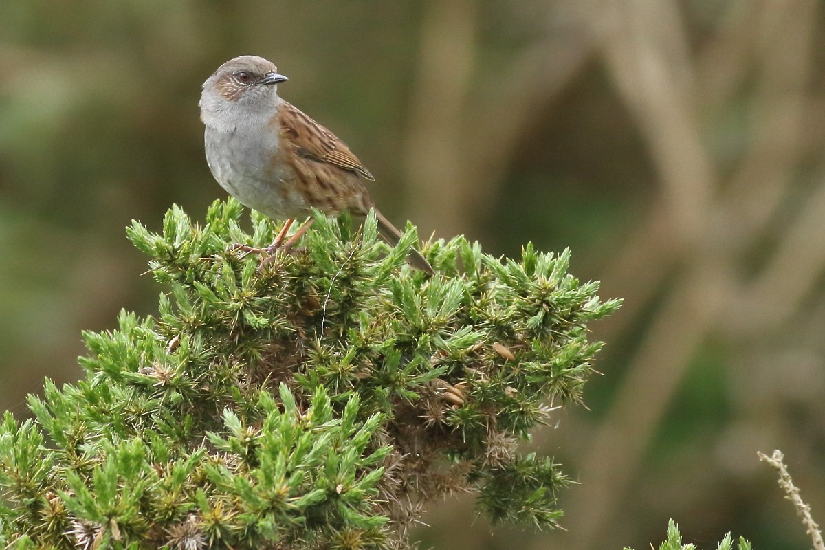 Dunnock - Grzegorz Burkowski