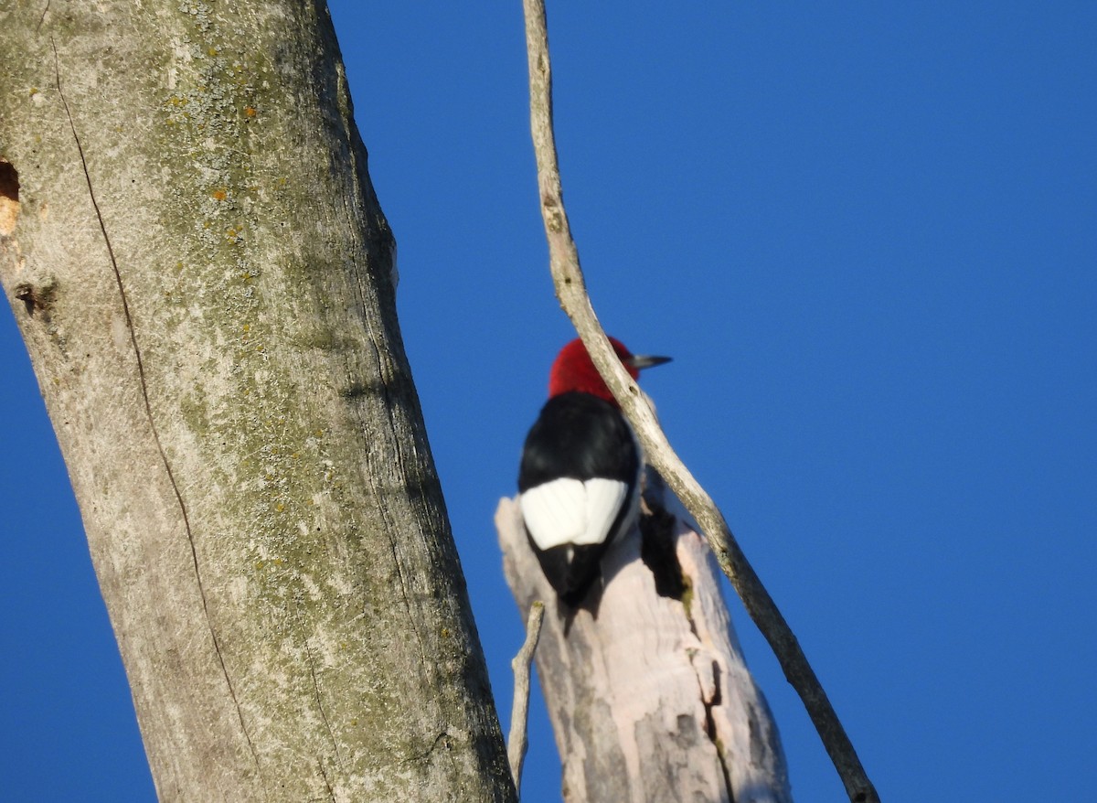 Red-headed Woodpecker - Sue Ascher