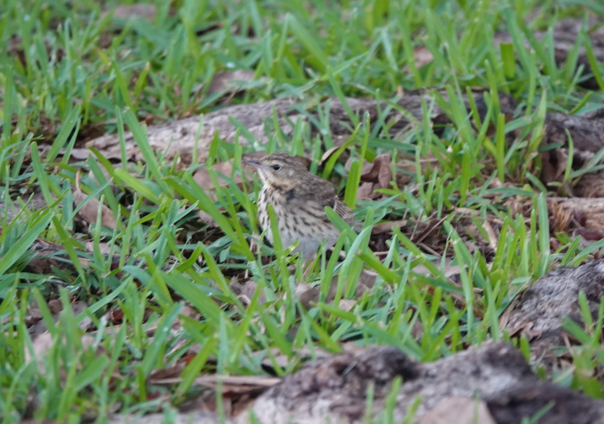 Tree Pipit - ML619083181