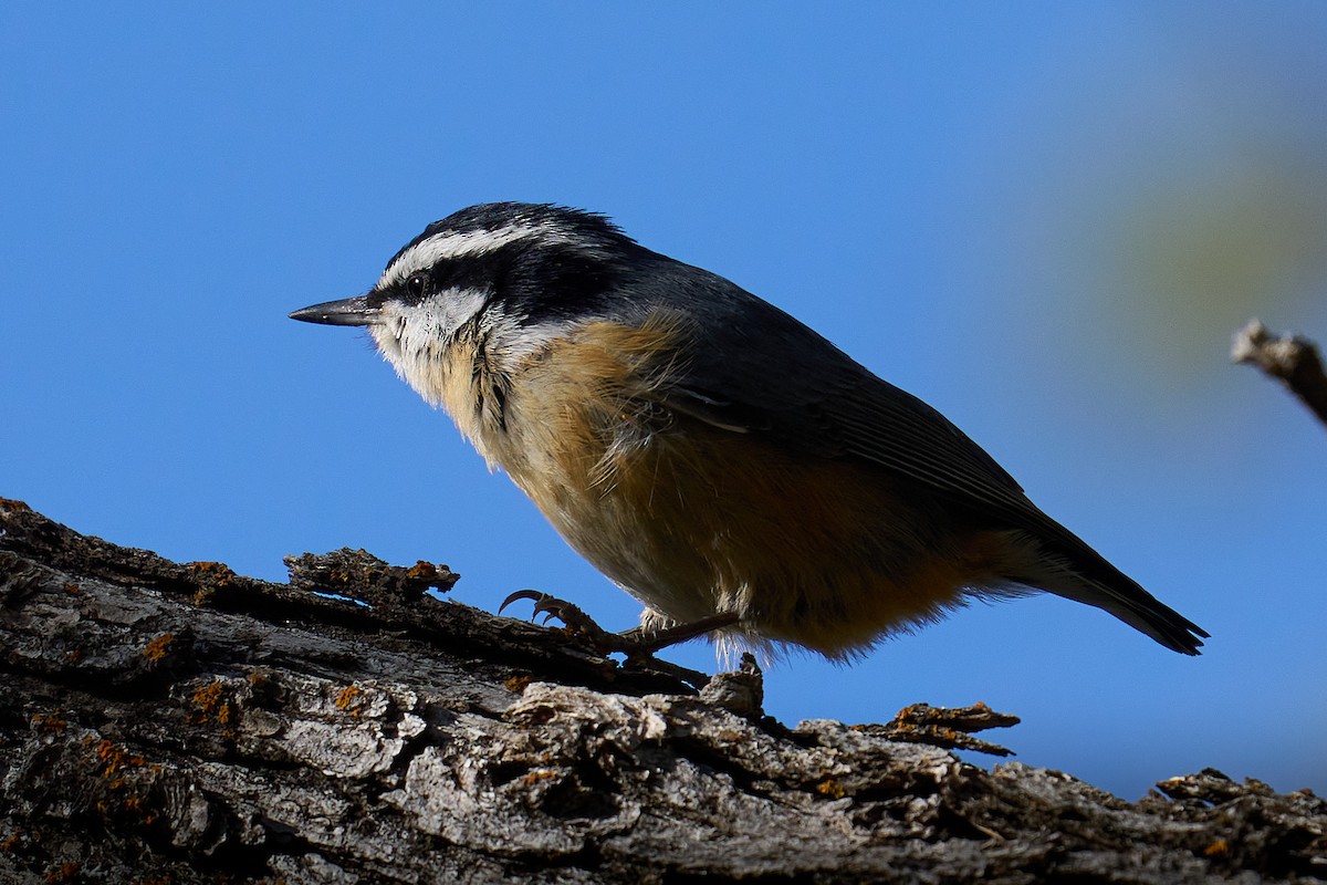 Red-breasted Nuthatch - Julie Laity