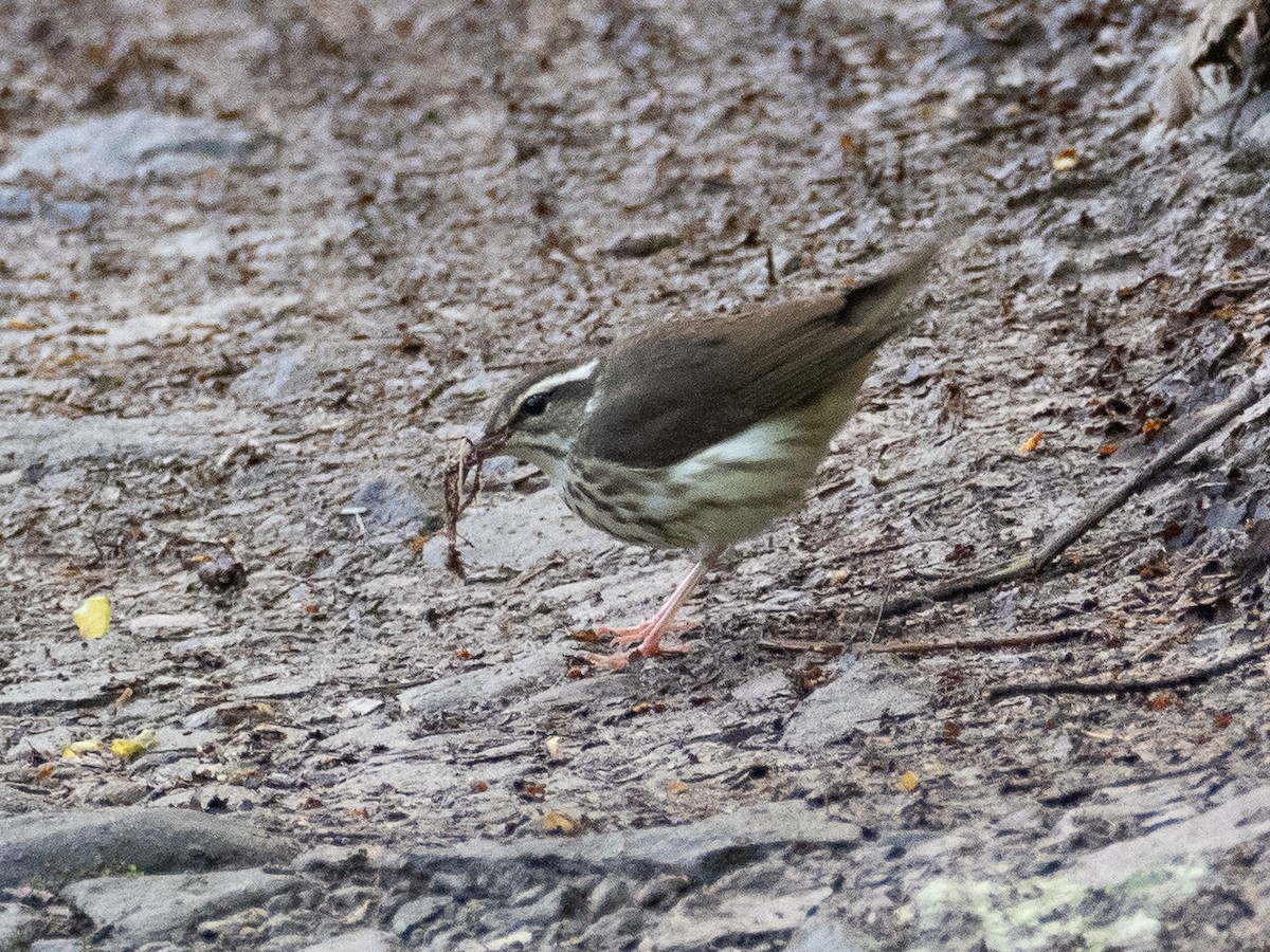 Louisiana Waterthrush - Chris Fischer