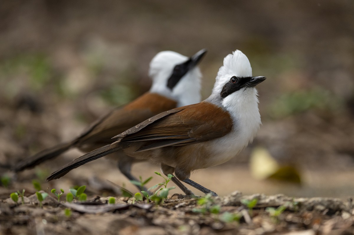 White-crested Laughingthrush - Yutthapong Rassamee