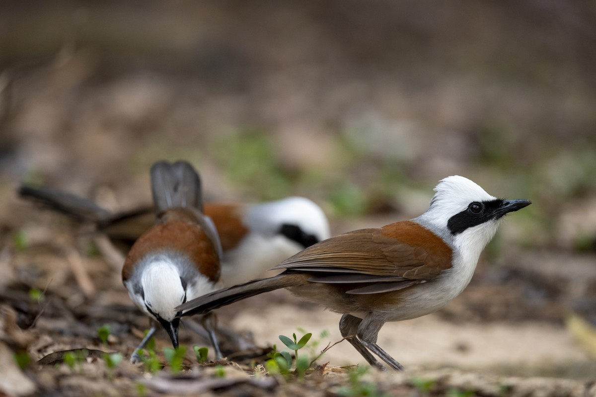 White-crested Laughingthrush - Yutthapong Rassamee