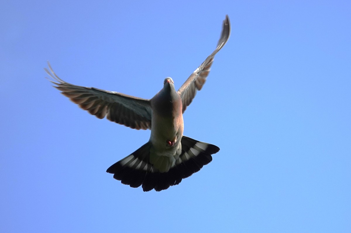 Common Wood-Pigeon - Edurne Ugarte