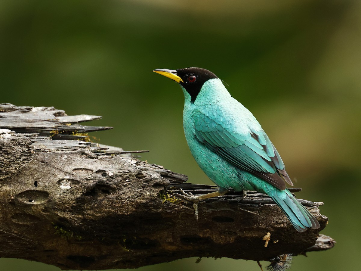 Green Honeycreeper - Alex Mesquita