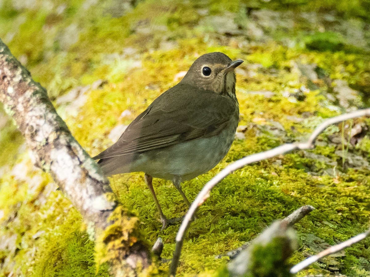 Swainson's Thrush - Chris Fischer