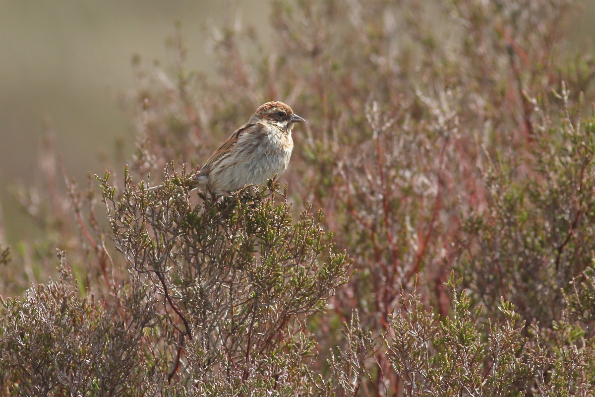 Reed Bunting - Grzegorz Burkowski