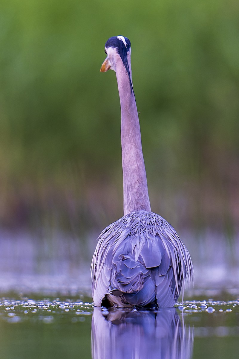 Great Blue Heron - Clark Duff