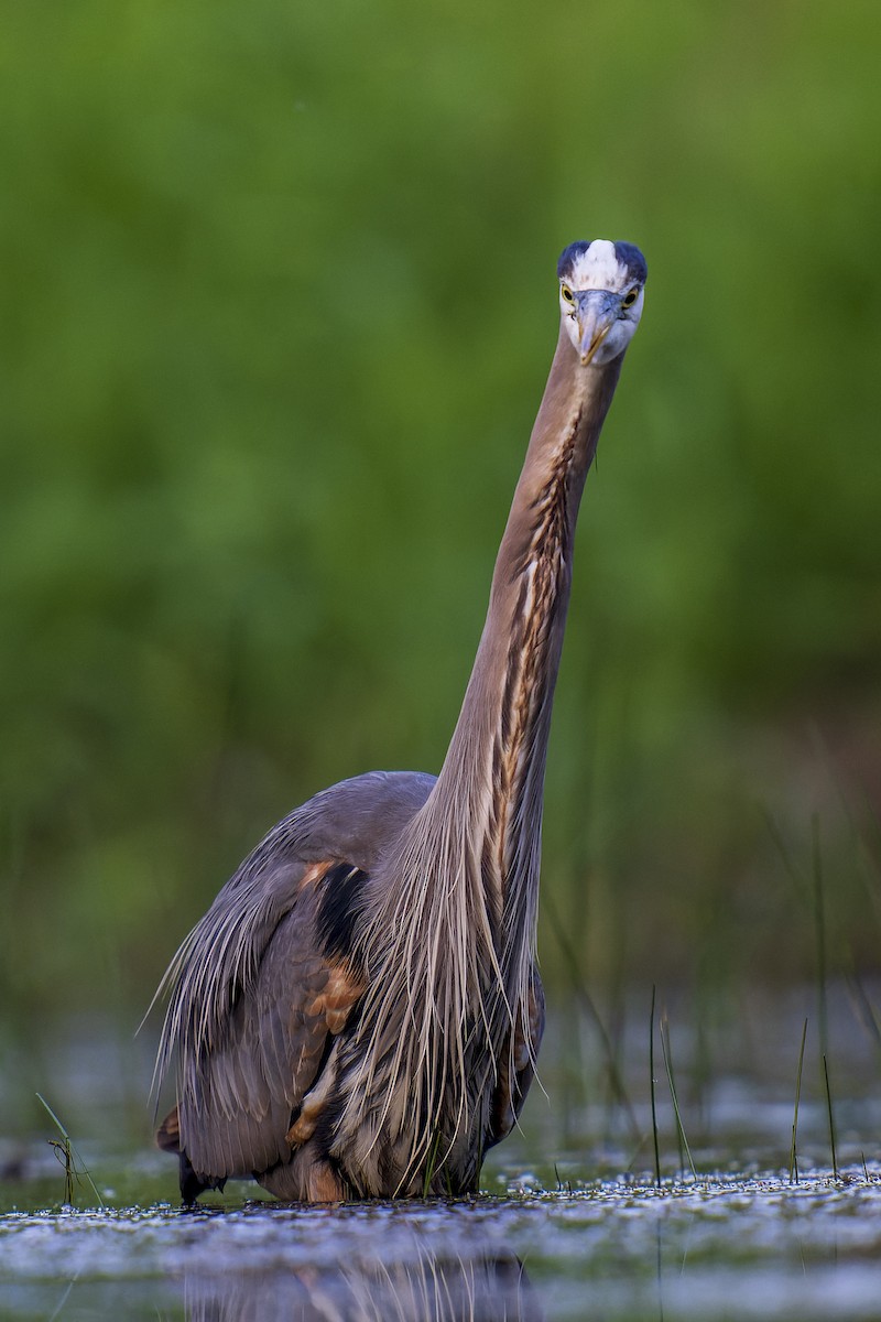 Great Blue Heron - Clark Duff