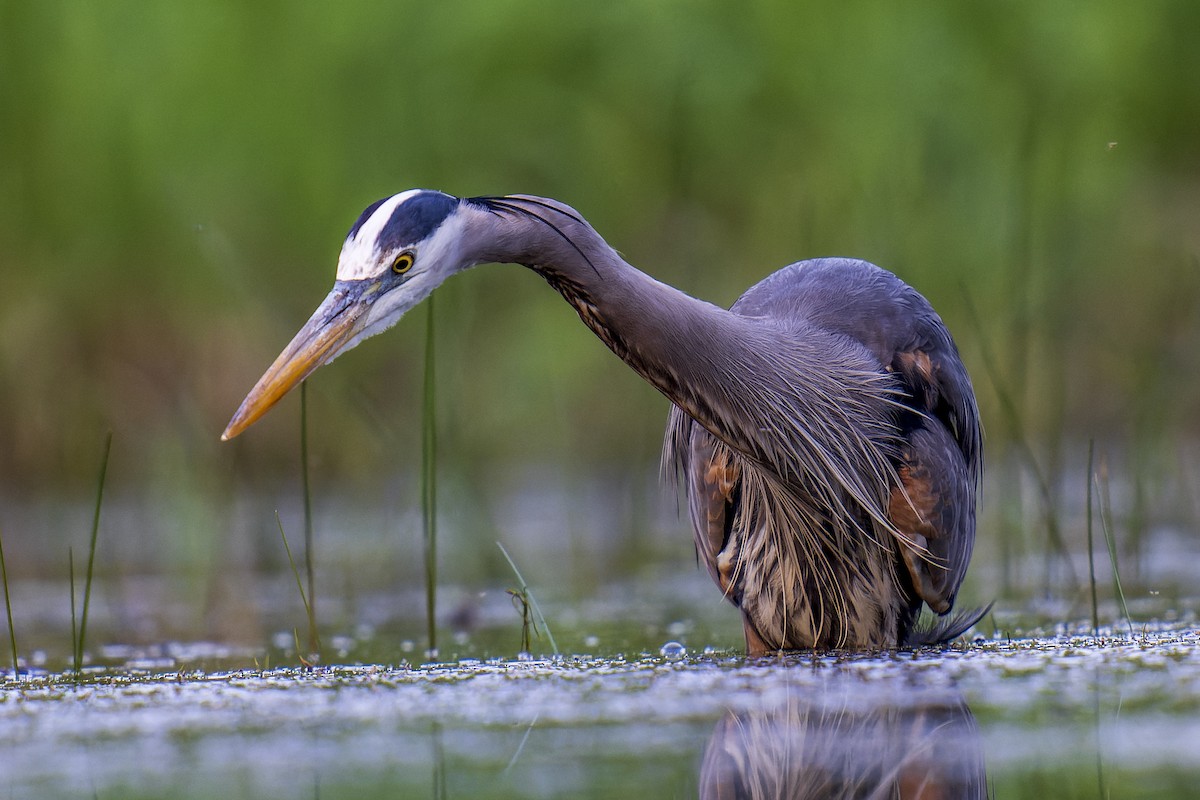 Great Blue Heron - Clark Duff