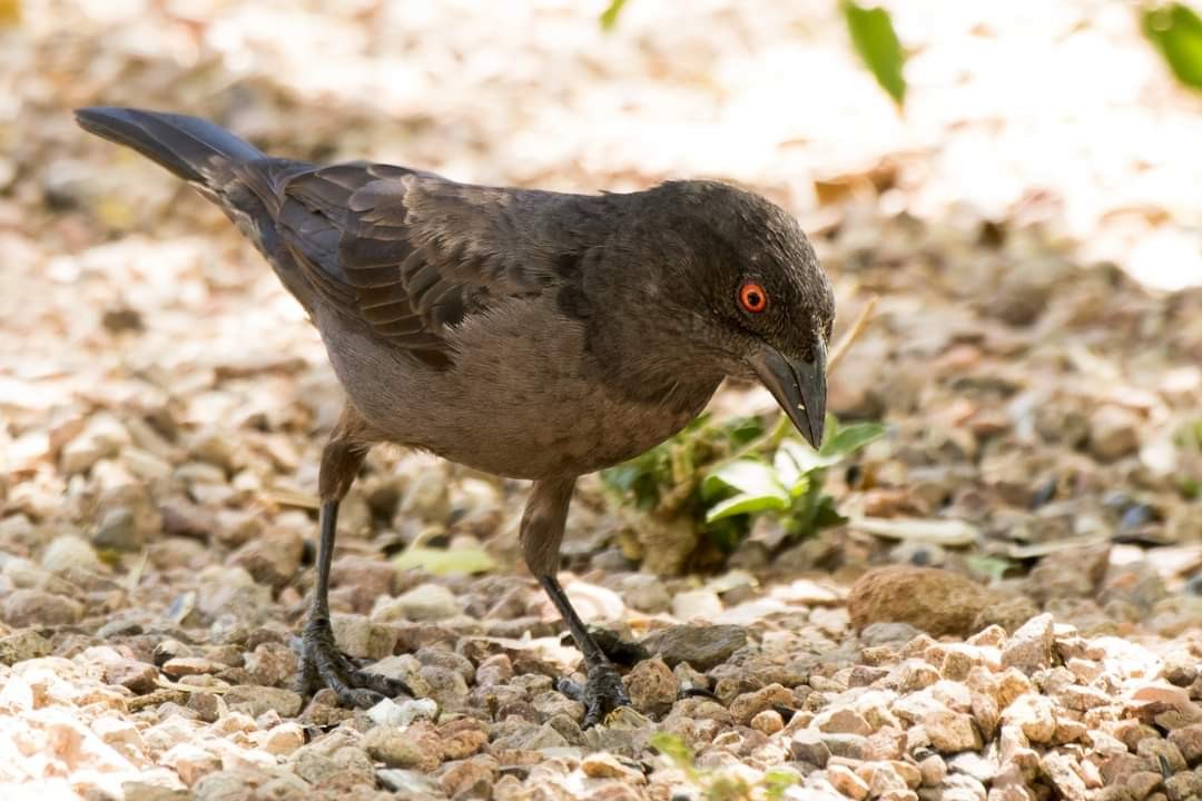 Bronzed Cowbird - Lori Buhlman